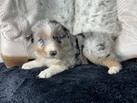 AKC  Blue Merle Female   O/S, a female Australian Shepherd for sale in Kenner, LA – 2 of 3