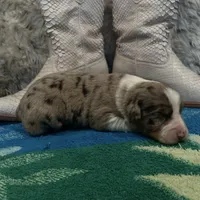 Red Merle female , a female Australian Shepherd for sale in Kenner, LA – Photo 6 of 6