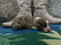 Blue Merle female , a female Australian Shepherd for sale in Kenner, LA – Photo 6 of 6