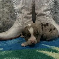 Red Merle female , a female Australian Shepherd for sale in Kenner, LA – Photo 3 of 6