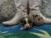 Blue Merle female , a female Australian Shepherd for sale in Kenner, LA – Photo 3 of 6