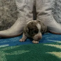 Red Merle female , a female Australian Shepherd for sale in Kenner, LA – Photo 2 of 6