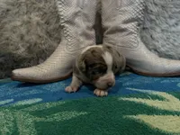 Blue Merle female , a female Australian Shepherd for sale in Kenner, LA – Photo 2 of 6