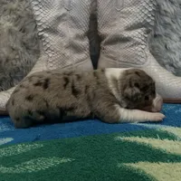 Red Merle female , a female Australian Shepherd for sale in Kenner, LA – Photo 5 of 6