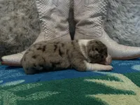 Blue Merle female , a female Australian Shepherd for sale in Kenner, LA – Photo 5 of 6