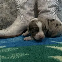 Red Merle female , a female Australian Shepherd for sale in Kenner, LA – Photo 4 of 6