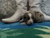 Blue Merle female , a female Australian Shepherd for sale in Kenner, LA – Photo 4 of 6