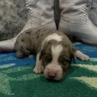 Red Merle female , a female Australian Shepherd for sale in Kenner, LA – Photo 1 of 6