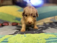Red Merle female rs1, a female Australian Shepherd for sale in Kenner, LA – Photo 5 of 7