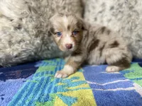 Red Merle female rs1, a female Australian Shepherd for sale in Kenner, LA – Photo 3 of 7