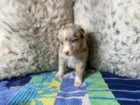 Red Merle female rs1, a female Australian Shepherd for sale in Kenner, LA – Photo 2 of 7