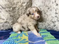 Red Merle female rs1, a female Australian Shepherd for sale in Kenner, LA – Photo 4 of 7