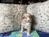 Red Merle female rs1, a female Australian Shepherd for sale in Kenner, LA – Photo 1 of 7