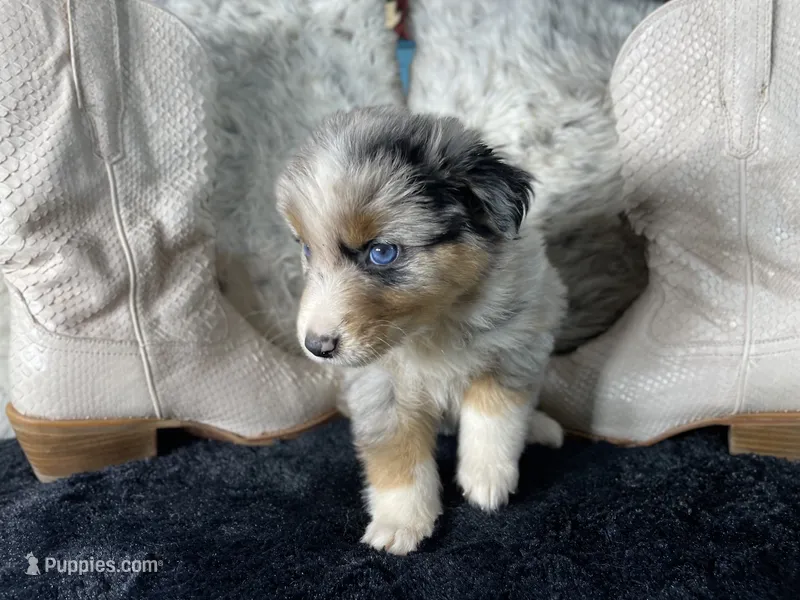 AKC  Blue Merle Female   O/S – Australian Shepherd puppy for sale in Kenner, LA