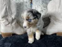 AKC  Blue Merle Female   O/S, a female Australian Shepherd for sale in Kenner, LA – 1 of 3