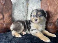 AKC , Blue Merle male 1.  O/S, a male Australian Shepherd for sale in Kenner, LA – 2 of 3