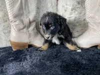 AKC   Black Tricolor Female 1  O/S, a female Australian Shepherd for sale in Kenner, LA – 2 of 4