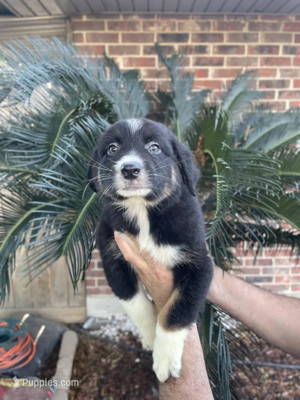 Black tricolor male 2. AKC  – Australian Shepherd puppy for sale in Kenner, LA