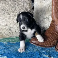 Black tricolor male 2. AKC , a male Australian Shepherd for sale in Kenner, LA – Photo 4 of 9