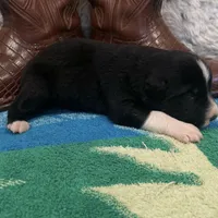 Black tricolor male 2. AKC , a male Australian Shepherd for sale in Kenner, LA – Photo 8 of 9