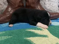 Black tricolor male 2. AKC , a male Australian Shepherd for sale in Kenner, LA – Photo 3 of 4