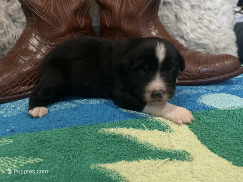 Black tricolor male 2. AKC 