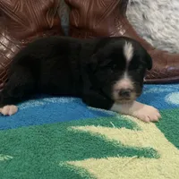 Black tricolor male 2. AKC , a male Australian Shepherd for sale in Kenner, LA – Photo 6 of 9