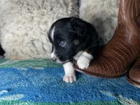 Black tricolor male 2. AKC , a male Australian Shepherd for sale in Kenner, LA – Photo 5 of 9