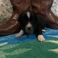 Black tricolor male 2. AKC , a male Australian Shepherd for sale in Kenner, LA – Photo 9 of 9