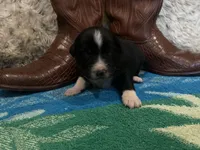 Black tricolor male 2. AKC , a male Australian Shepherd for sale in Kenner, LA – Photo 4 of 4