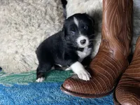 Black tricolor male 2. AKC , a male Australian Shepherd for sale in Kenner, LA – Photo 2 of 9