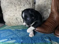 Black tricolor male 2. AKC , a male Australian Shepherd for sale in Kenner, LA – Photo 3 of 9