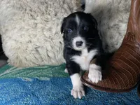 Black tricolor male 2. AKC , a male Australian Shepherd for sale in Kenner, LA – Photo 1 of 9