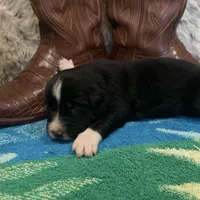 Black tricolor male 2. AKC , a male Australian Shepherd for sale in Kenner, LA – Photo 7 of 9