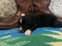 Black tricolor male 2. AKC , a male Australian Shepherd for sale in Kenner, LA – Photo 2 of 4