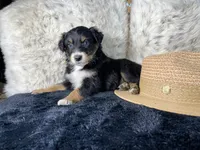 AKC. Black Tricolor Female 1.   L/S, a female Australian Shepherd for sale in Kenner, LA – 2 of 3