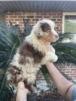 Red Merle male 2. AKC, a male Australian Shepherd for sale in Kenner, LA – 3 of 7