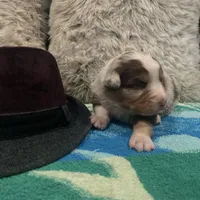 Red Merle male 2. AKC, a male Australian Shepherd for sale in Kenner, LA – Photo 9 of 10