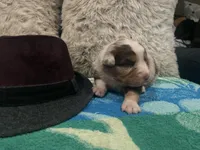 Red Merle male 2. AKC, a male Australian Shepherd for sale in Kenner, LA – Photo 5 of 6