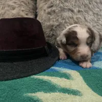 Red Merle male 2. AKC, a male Australian Shepherd for sale in Kenner, LA – Photo 6 of 10