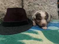 Red Merle male 2. AKC, a male Australian Shepherd for sale in Kenner, LA – Photo 2 of 6