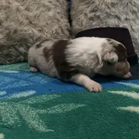 Red Merle male 2. AKC, a male Australian Shepherd for sale in Kenner, LA – Photo 7 of 10