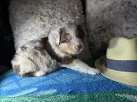 Red Merle male 2. AKC, a male Australian Shepherd for sale in Kenner, LA – Photo 4 of 10