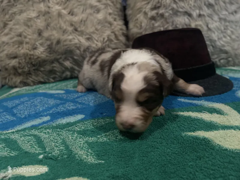 Red Merle male 2. AKC