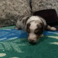 Red Merle male 2. AKC, a male Australian Shepherd for sale in Kenner, LA – Photo 5 of 10