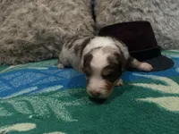 Red Merle male 2. AKC, a male Australian Shepherd for sale in Kenner, LA – Photo 1 of 6