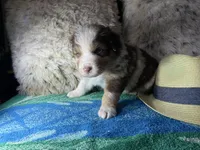 Red Merle male 2. AKC, a male Australian Shepherd for sale in Kenner, LA – Photo 3 of 10