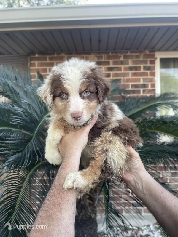 Red Merle male 2. AKC – Australian Shepherd puppy for sale in Kenner, LA