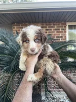 Red Merle male 2. AKC, a male Australian Shepherd for sale in Kenner, LA – 1 of 7