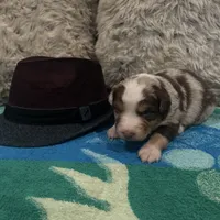 Red Merle male 2. AKC, a male Australian Shepherd for sale in Kenner, LA – Photo 8 of 10